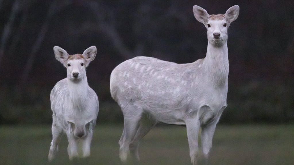 神の使い”とされる幻の『白エゾシカ』親子の撮影に成功！北海道原野を