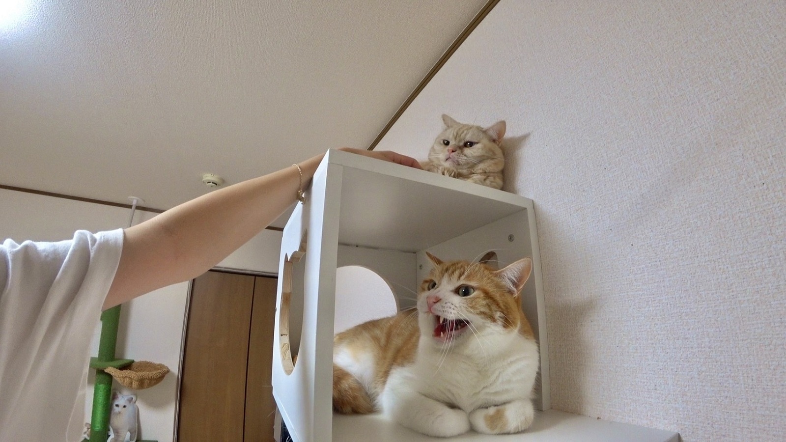 みりちゃむが預かる2匹の保護猫が先住猫たちと同じ空間へ！“ボス猫気質