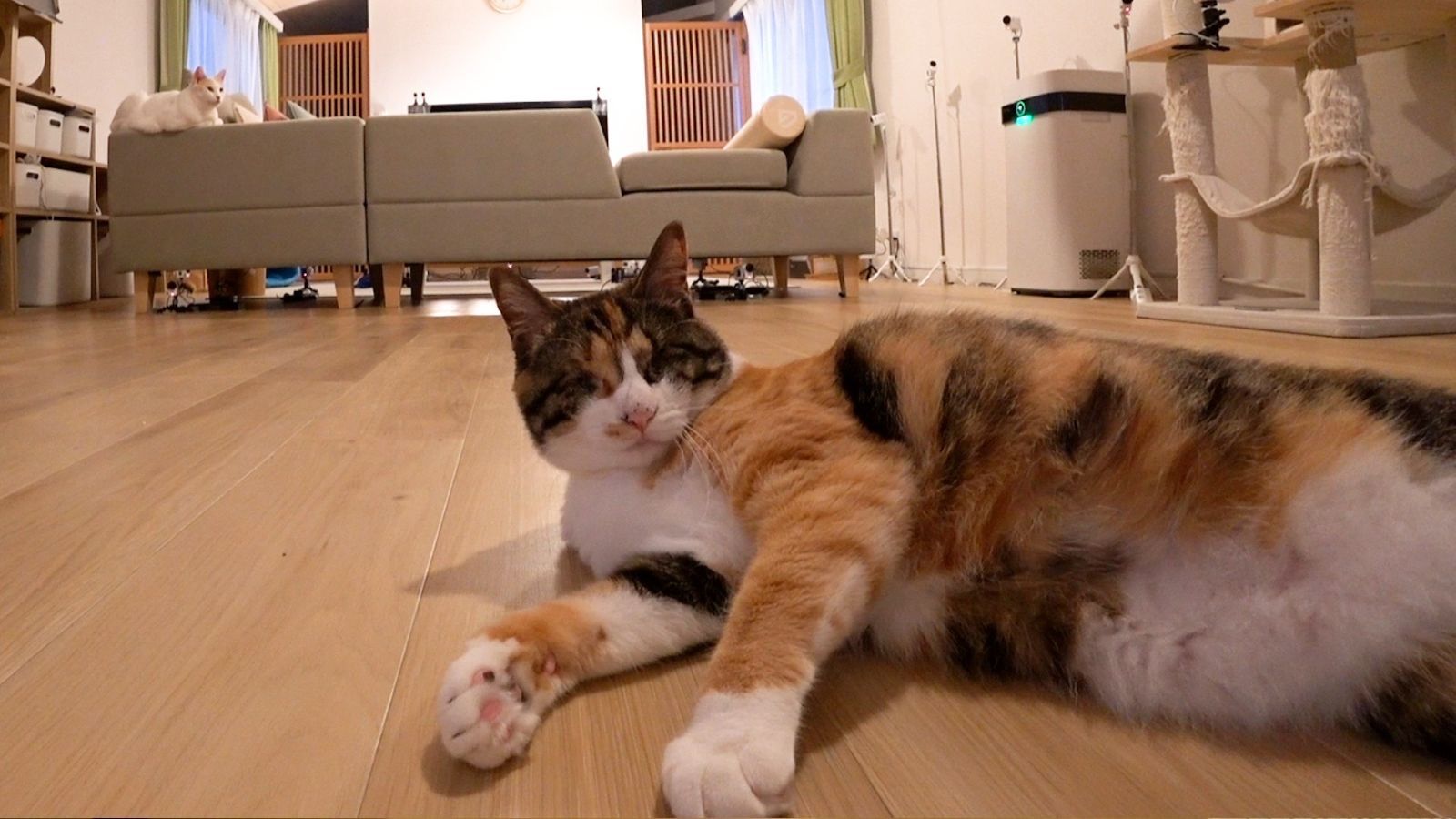 保護猫・らぶの写真