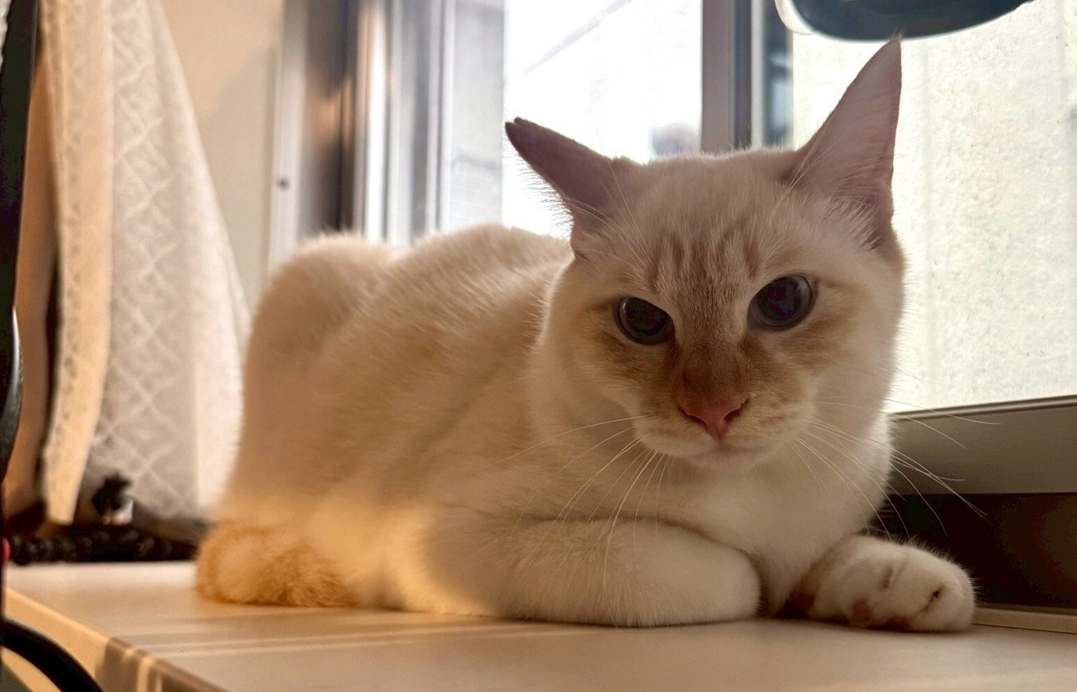 オードリー・春日俊彰＆タイムマシーン3号・関太がビビリな保護猫兄妹