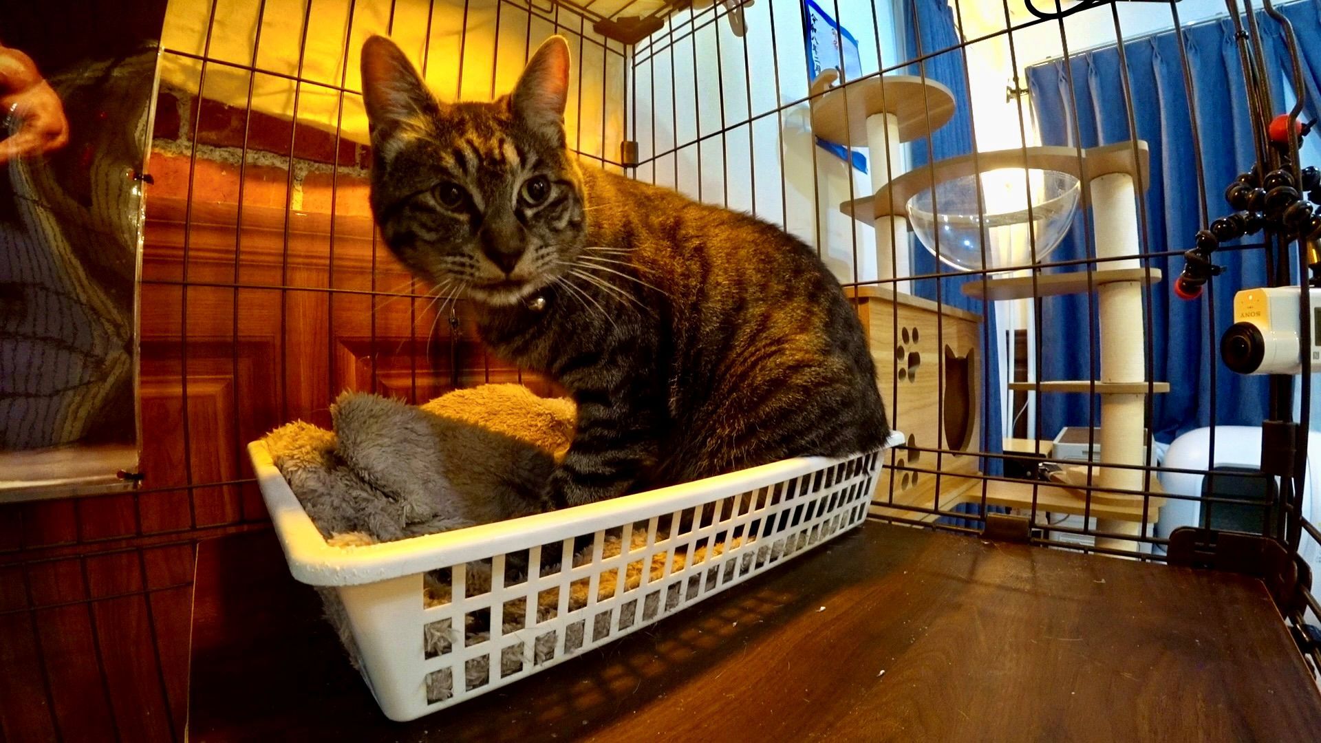 元野良猫・リバーの写真