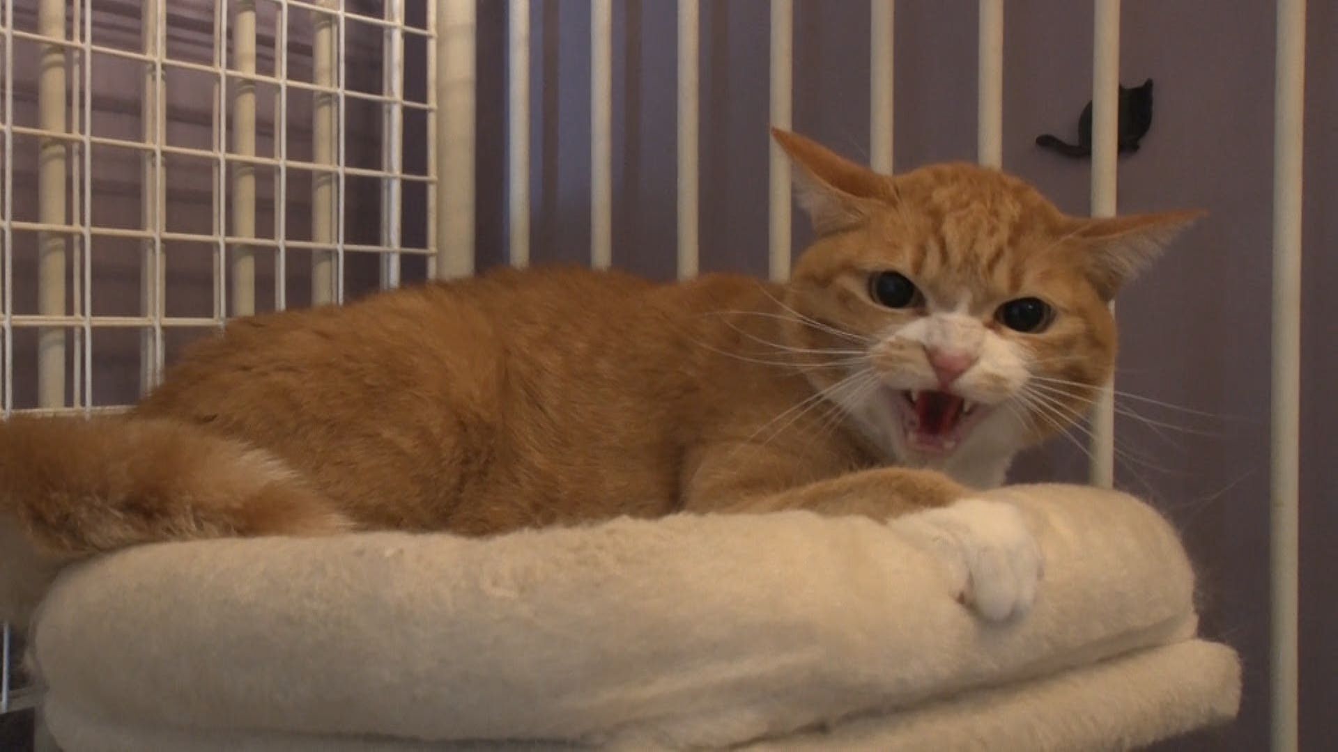 通算5回目の保護猫預かり！ティモンディ前田、超ビビりのやんばる猫