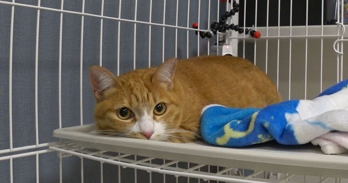 通算5回目の保護猫預かり！ティモンディ前田、超ビビりのやんばる猫