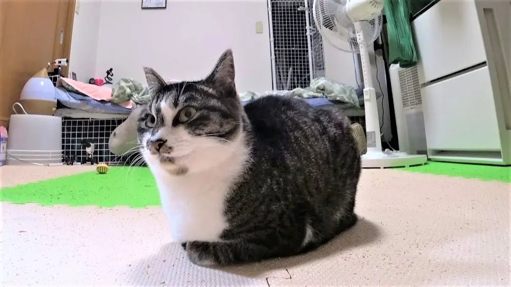 保護猫“ゆめみ”との距離に進展 ヨネダ2000・愛「無敵アイテム見つけた