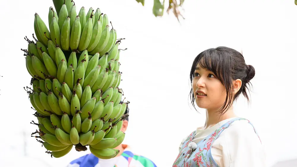桜井日奈子「こんなバナナ初めて！」 沖縄県うるま市で幻のフルーツ