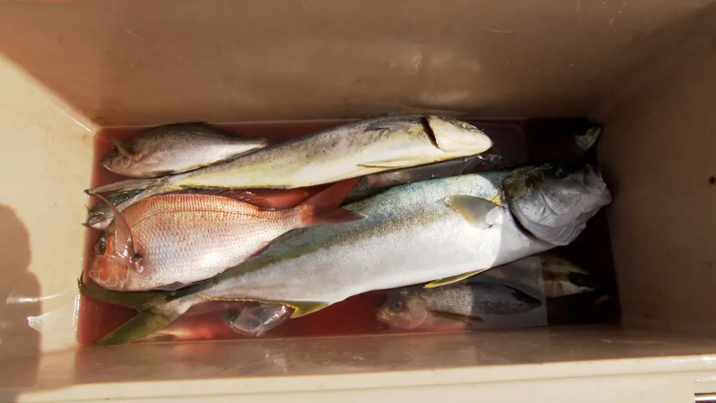 DASH』日本屈指の漁場“玄達瀬”で全長95cmの『海のスプリンター』を