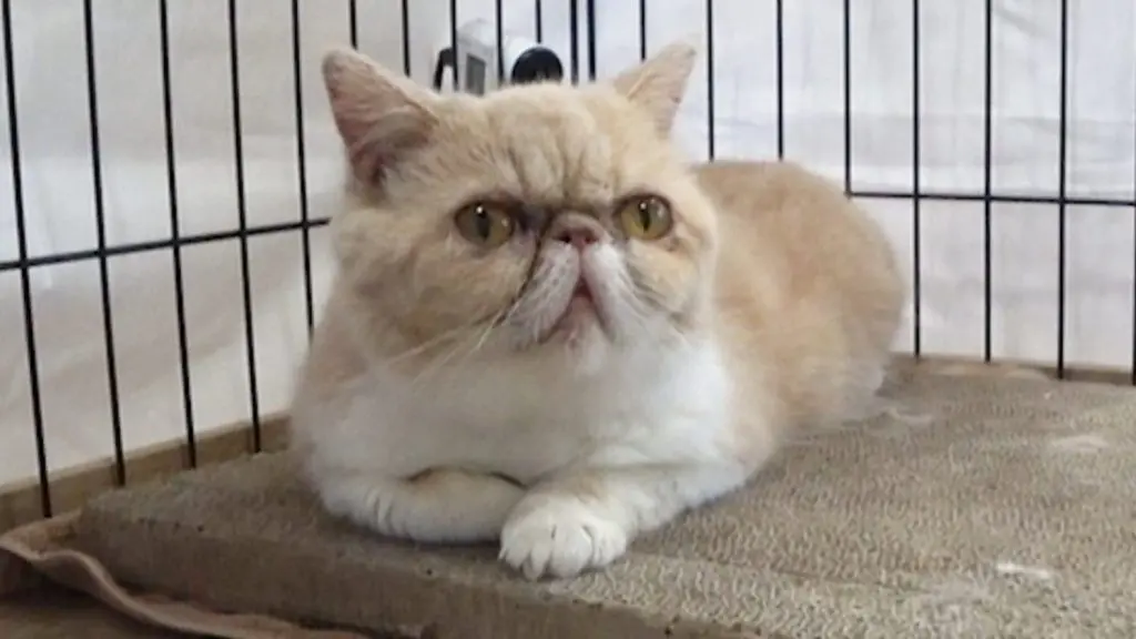 保護猫『むぅ』 ついに譲渡先が決まりお別れの日が…、11組の引き取り 
