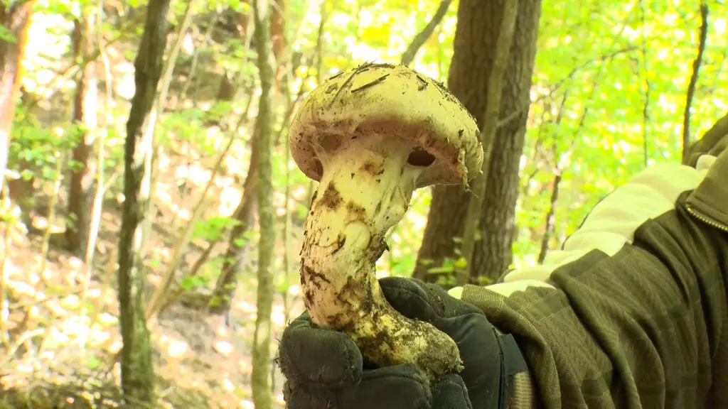 長野県で最高級の『生田松茸』探し 猛暑で不作を超えて凶作のはずが