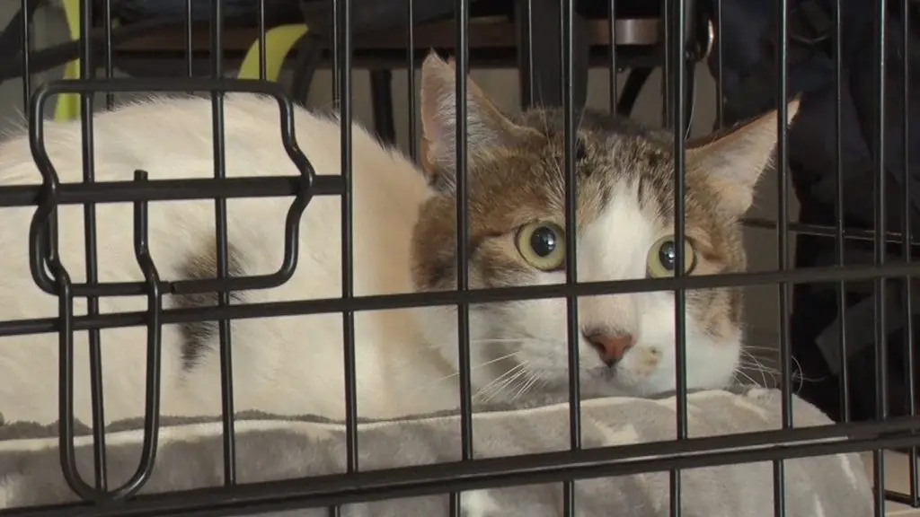 保護猫『ブルー』譲渡先が見つからず引き取った二子山家 現在の様子に