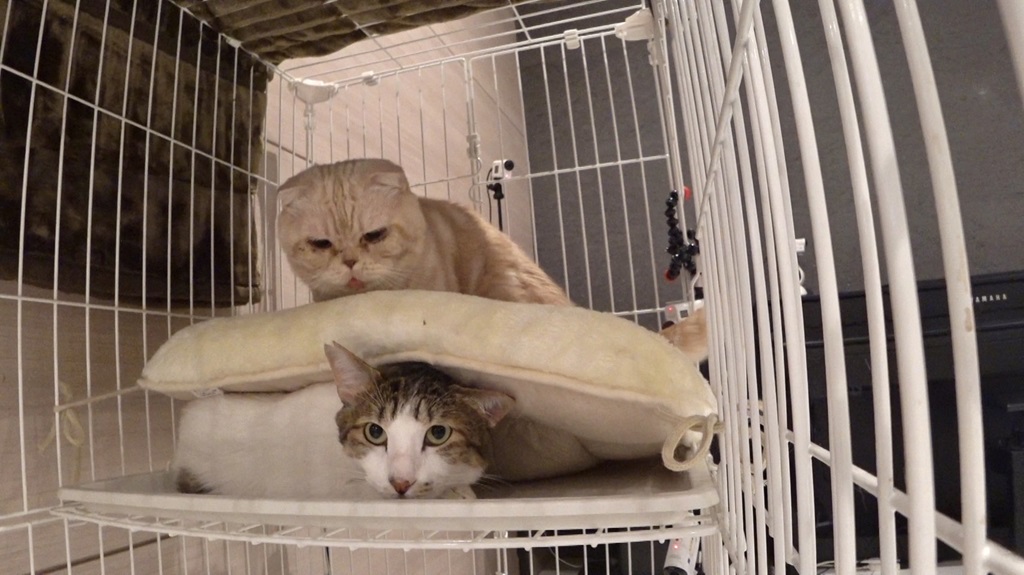 ベタベタした肌はどのように治療されますか?