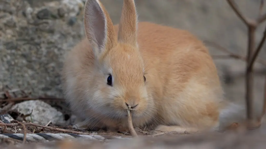 広島県に野生ウサギが500匹生息する島が…カメラマン夫婦が奇跡の一枚