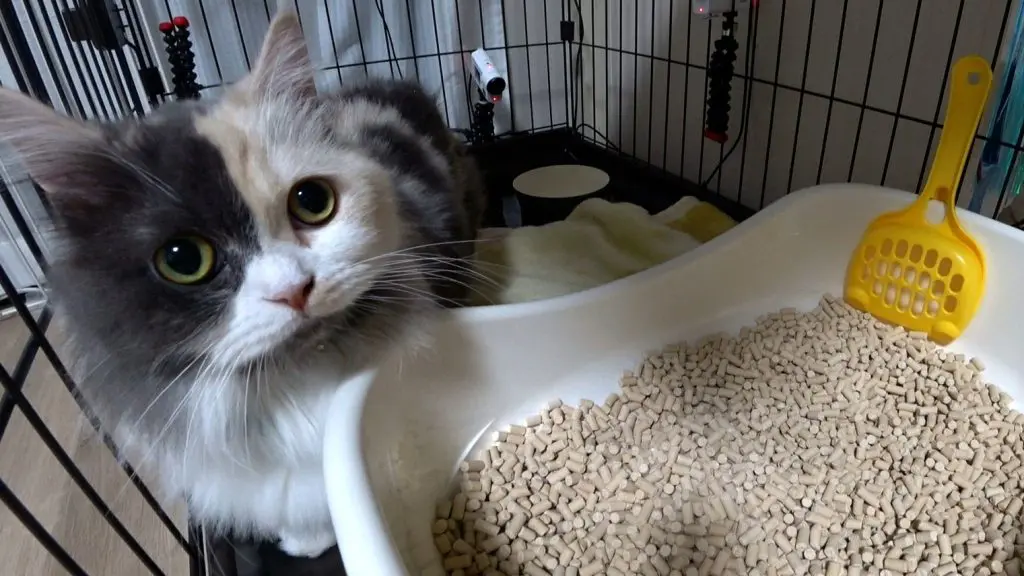 やんちゃな保護猫『ルナ』家中駆け回って”定点カメラ”を4台壊す…池崎