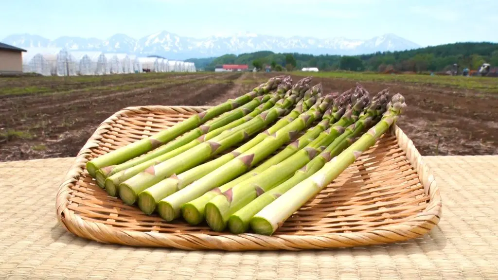 DASH』北海道・美瑛町の広大な畑で“幻のアスパラガス”を収穫！ 驚きの
