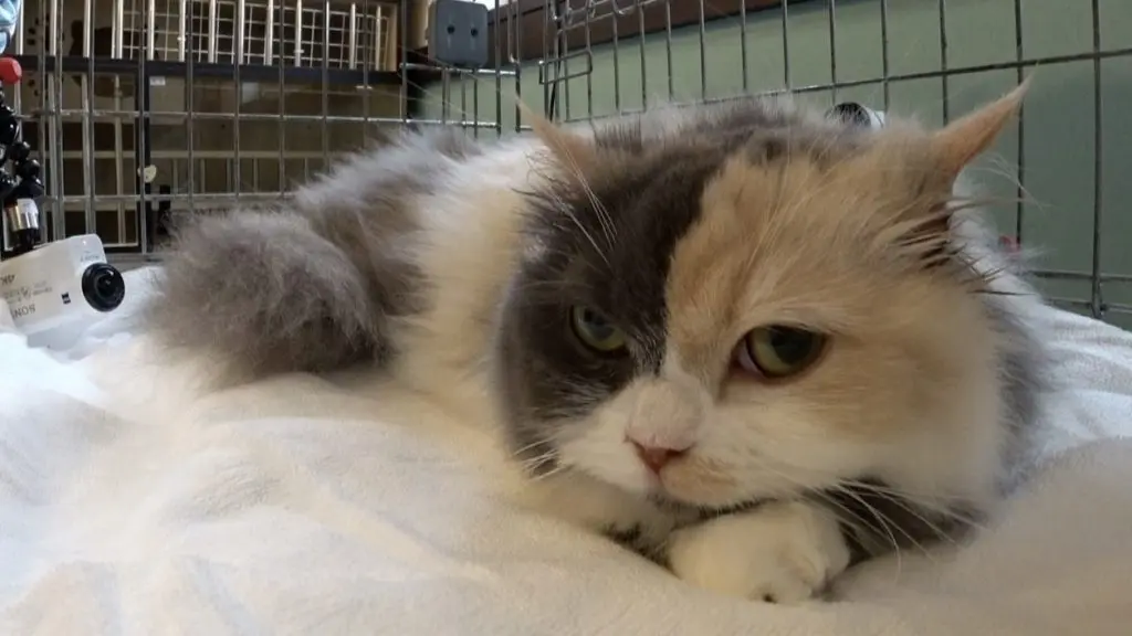 アンゴラ村長「こんな未来があるんだね」保護猫・ルナの譲渡先がついに