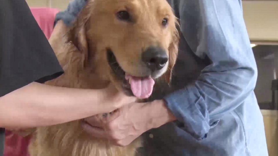 犬 トリミング