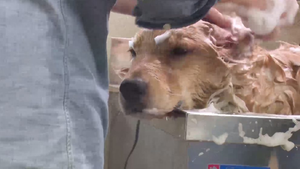 犬 シャンプー中
