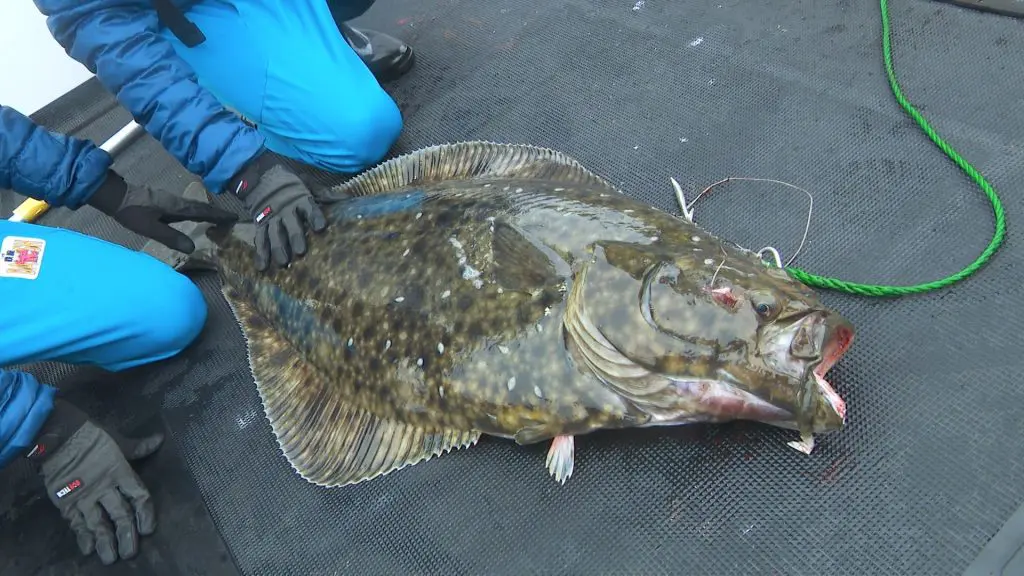 北海道・根室沖に潜む“海底モンスター”オヒョウを釣りあげろ！放送10