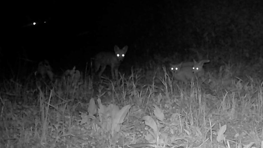 夜間、定点カメラに映った、ヨーコちゃん(左)と2匹の子ギツネ(右)