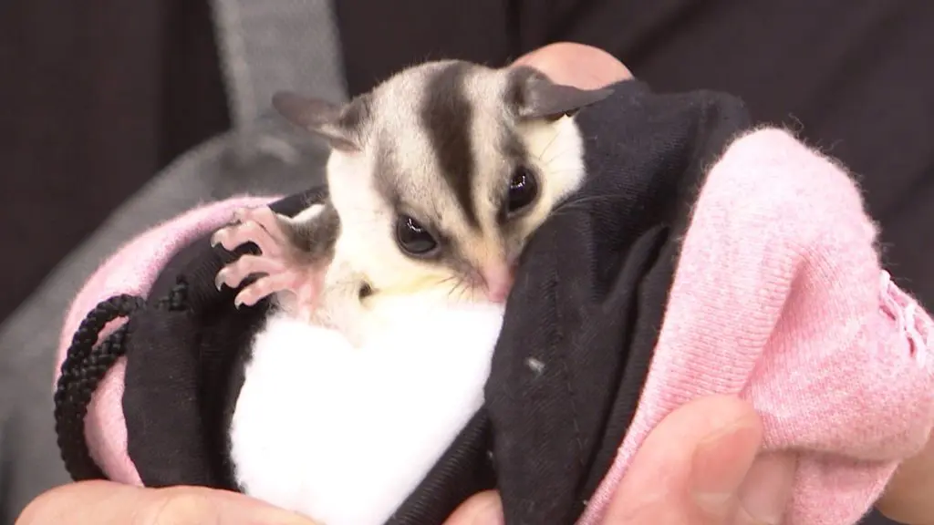 SNSでも大人気“フクロモモンガ”の神は謙虚な格闘技の元王者 ヒロミ