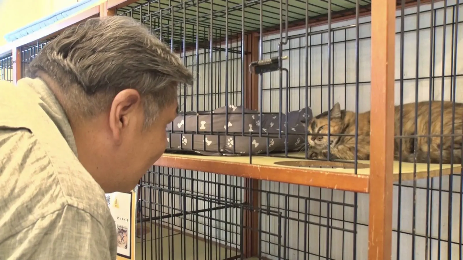 二子山親方「恋愛してる」怖がりな保護猫・みーちゃんの預かり