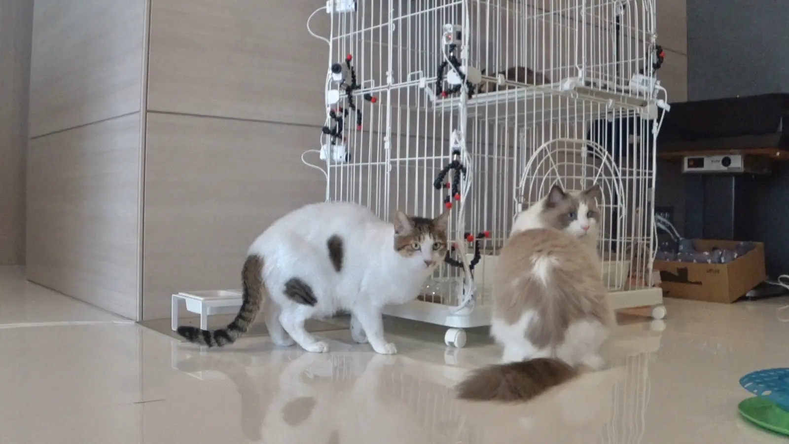 みーちゃん 二子山親方「恋愛してる」怖がりな保護猫・みーちゃんの預かり