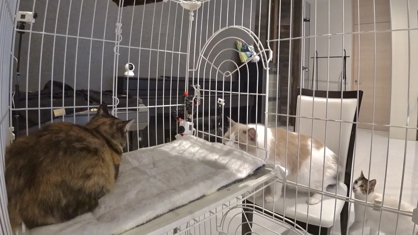 左向きの猫 ② YELL エール 虚無。猫 弐【種類ランダム】 フィギュア 動物 どうぶつ