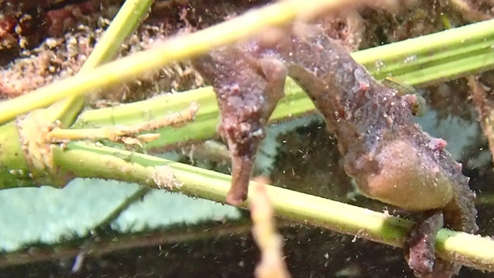 【即納&大特価】 タツノオトシゴ夫婦の“出産”なるか お腹から赤ちゃんが飛び出る 絵画+タペストリー