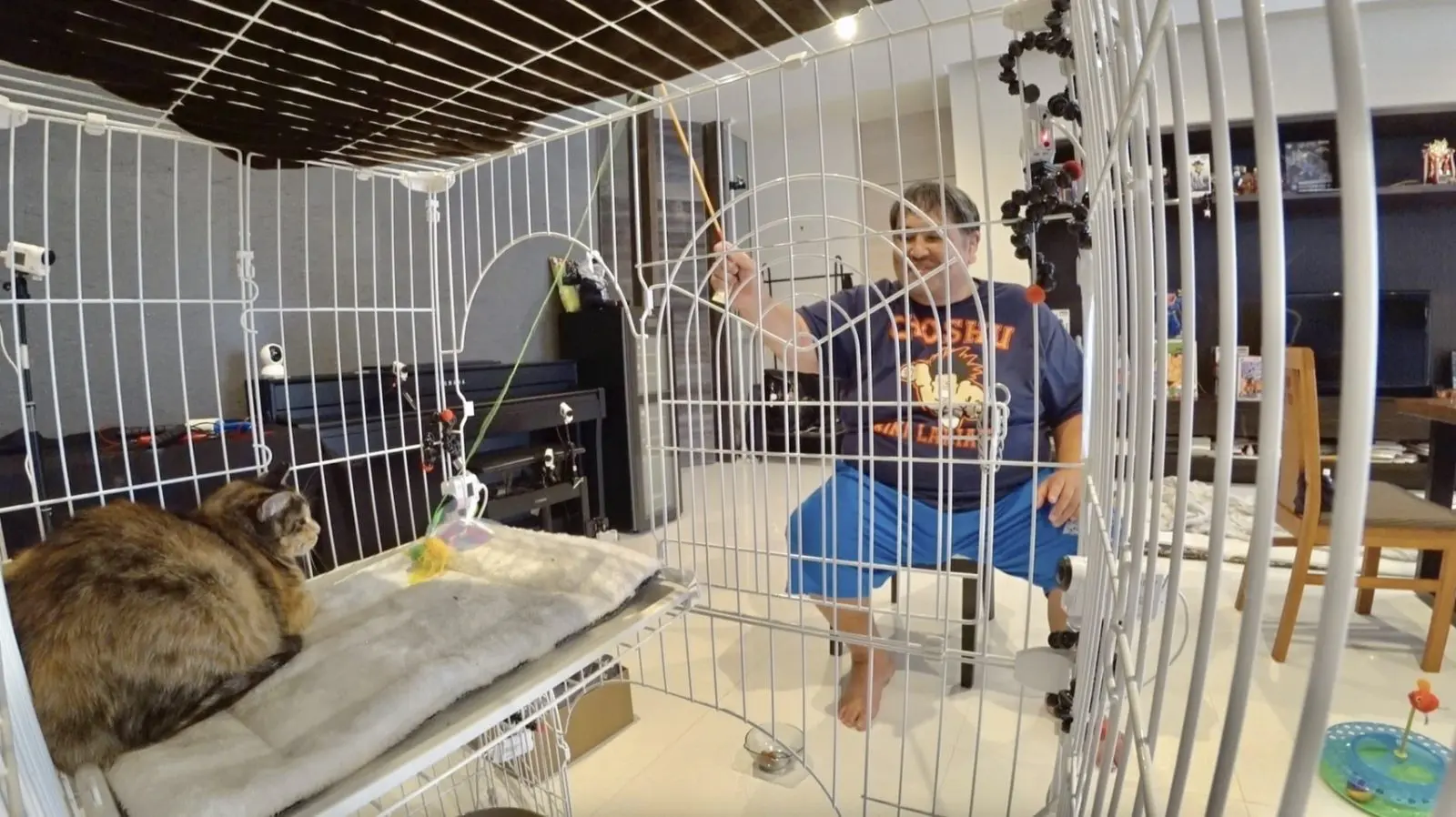 二子山親方の保護猫・みーちゃん 人の指からのおやつやケージ解放など