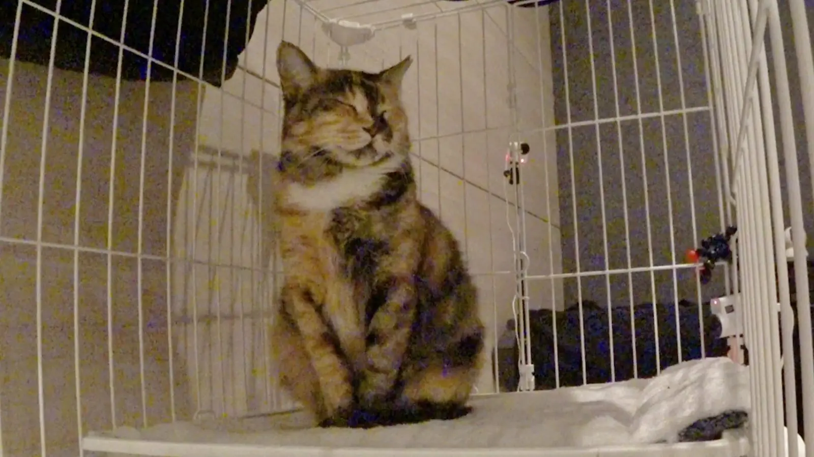 二子山親方の保護猫・みーちゃん 人の指からのおやつやケージ解放など