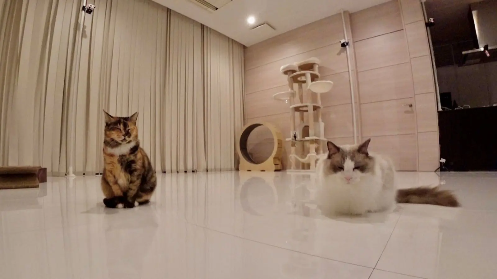 依頼者優先購入作品2　title「負けない猫」 ケージから出てね」臆病な保護猫・みーちゃんの人なれを進めるべく