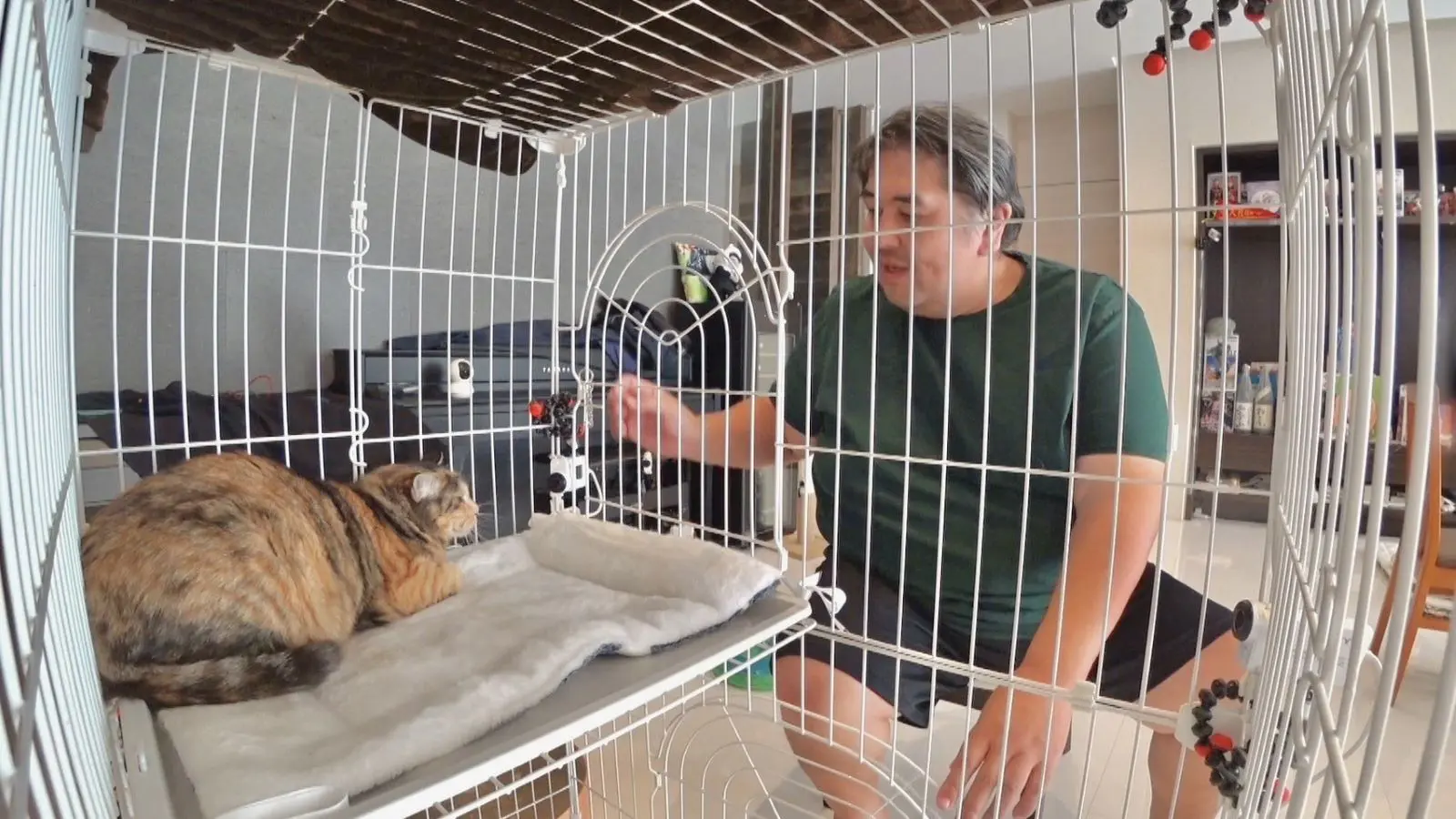 ケージから出てね」臆病な保護猫・みーちゃんの人なれを進めるべく