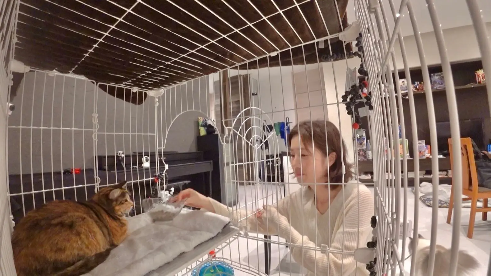 二子山親方の預かり猫・みーちゃんを巡る“恋のバトル”に新展開！チャラ