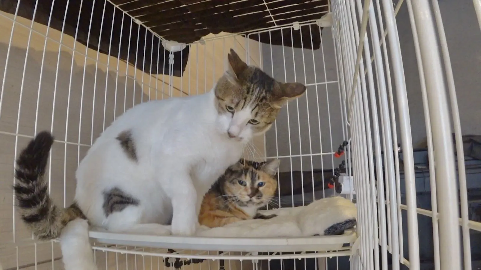 二子山親方の預かり猫・みーちゃんを巡る“恋のバトル”に新展開！チャラ