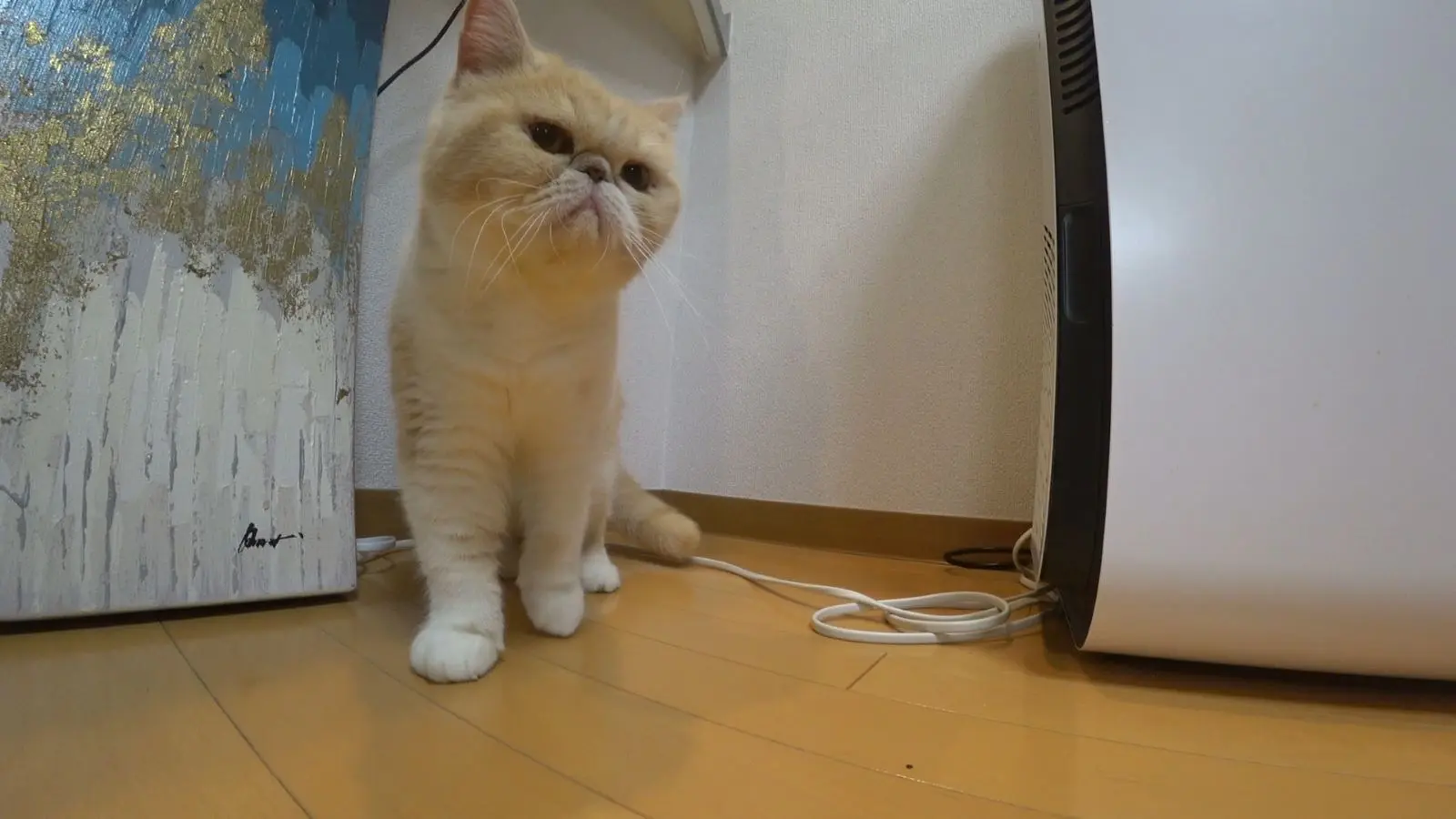 野々村友紀子がてぃ先生の保護猫・みにゅむとお留守番 “超猫好き”が