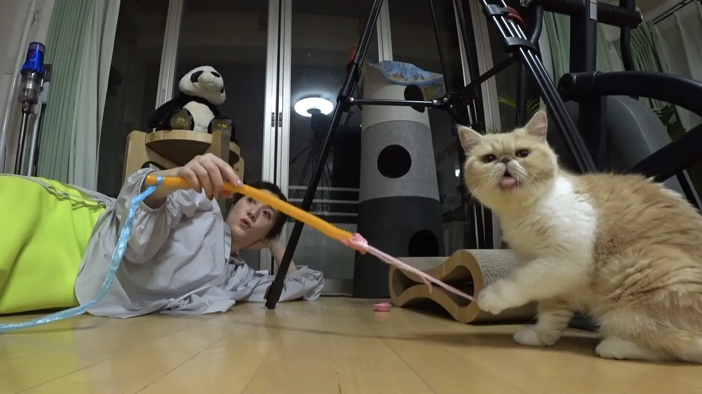 野々村友紀子がてぃ先生の保護猫・みにゅむとお留守番 “超猫好き”が