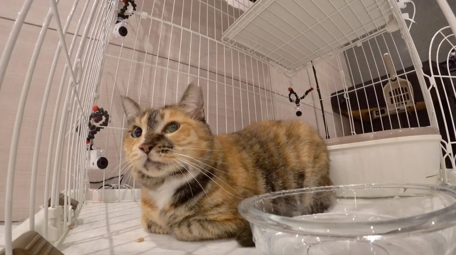 ◆みーちゃん◆ 二子山親方の預かり猫・みーちゃんがついに外の世界へ！加速する