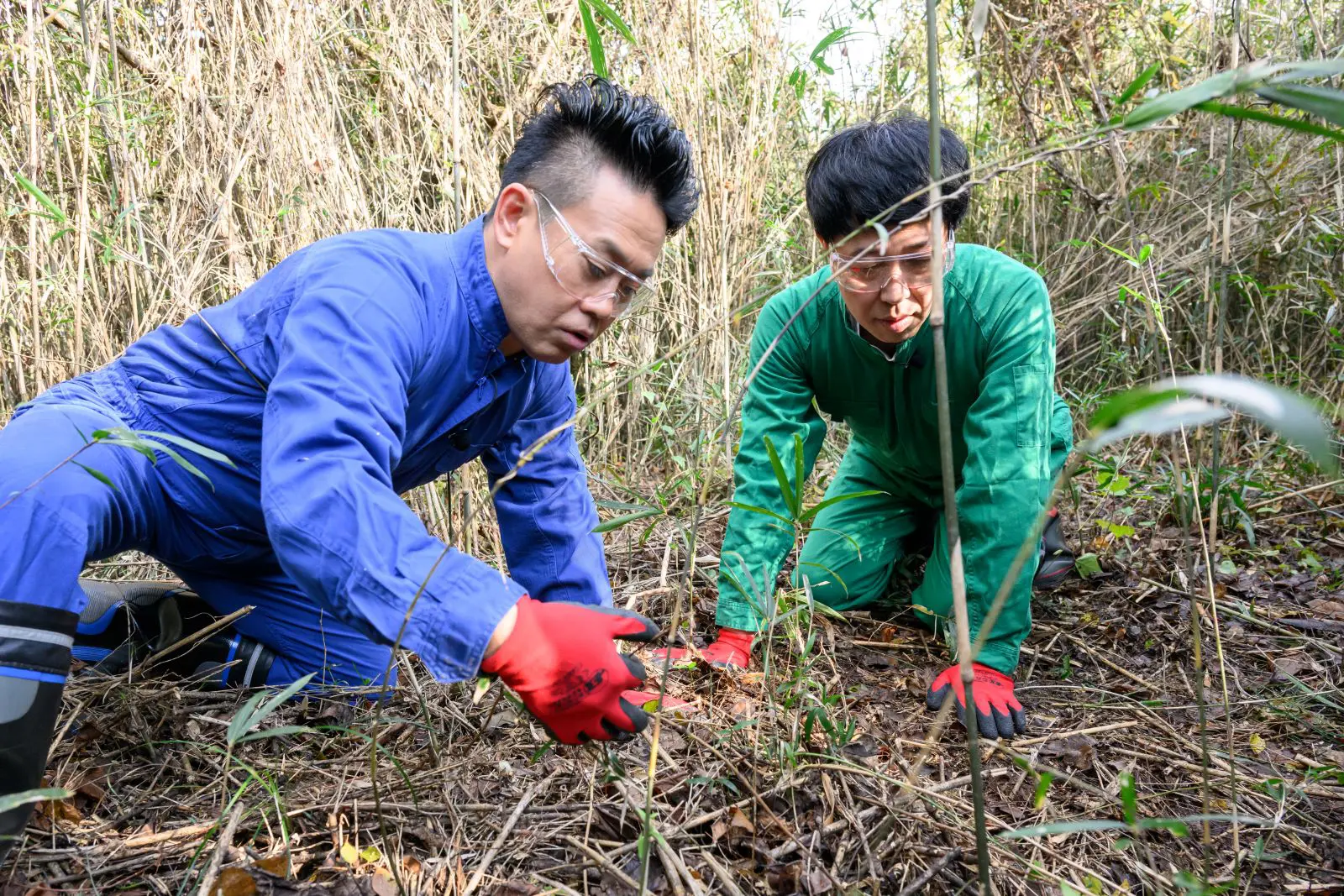1キロ1万円の値がつくことも！千葉県香取市で出会った山のお宝“自然薯