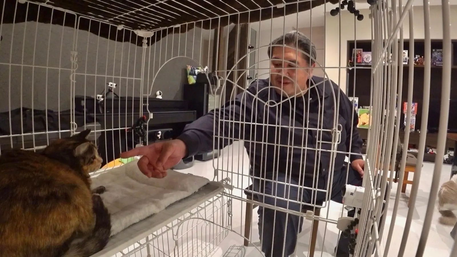 保護猫・みーちゃん 二子山親方が九州場所で不在の間に女将と急接近