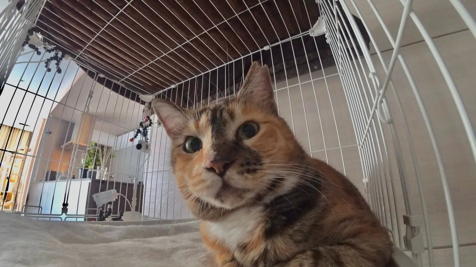 ◆みーちゃん◆ 保護猫・みーちゃん 二子山親方が九州場所で不在の間に女将と急