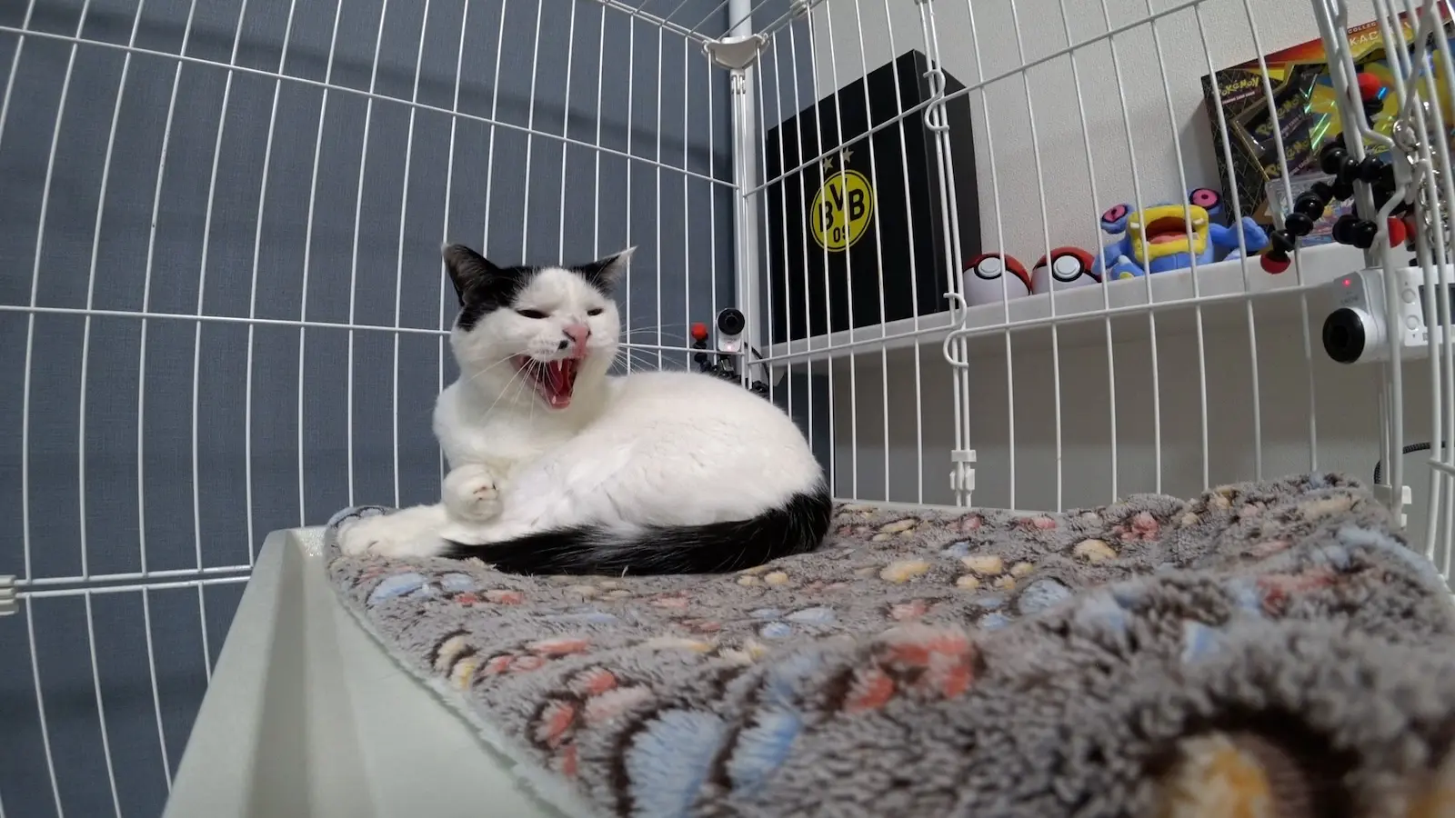 龍脈の精髄 ― クラスター「細針の聖域」保護猫活動支援 龍脈の精髄 ― クラスター「細針の聖域」保護猫活動支援 龍脈の精髄