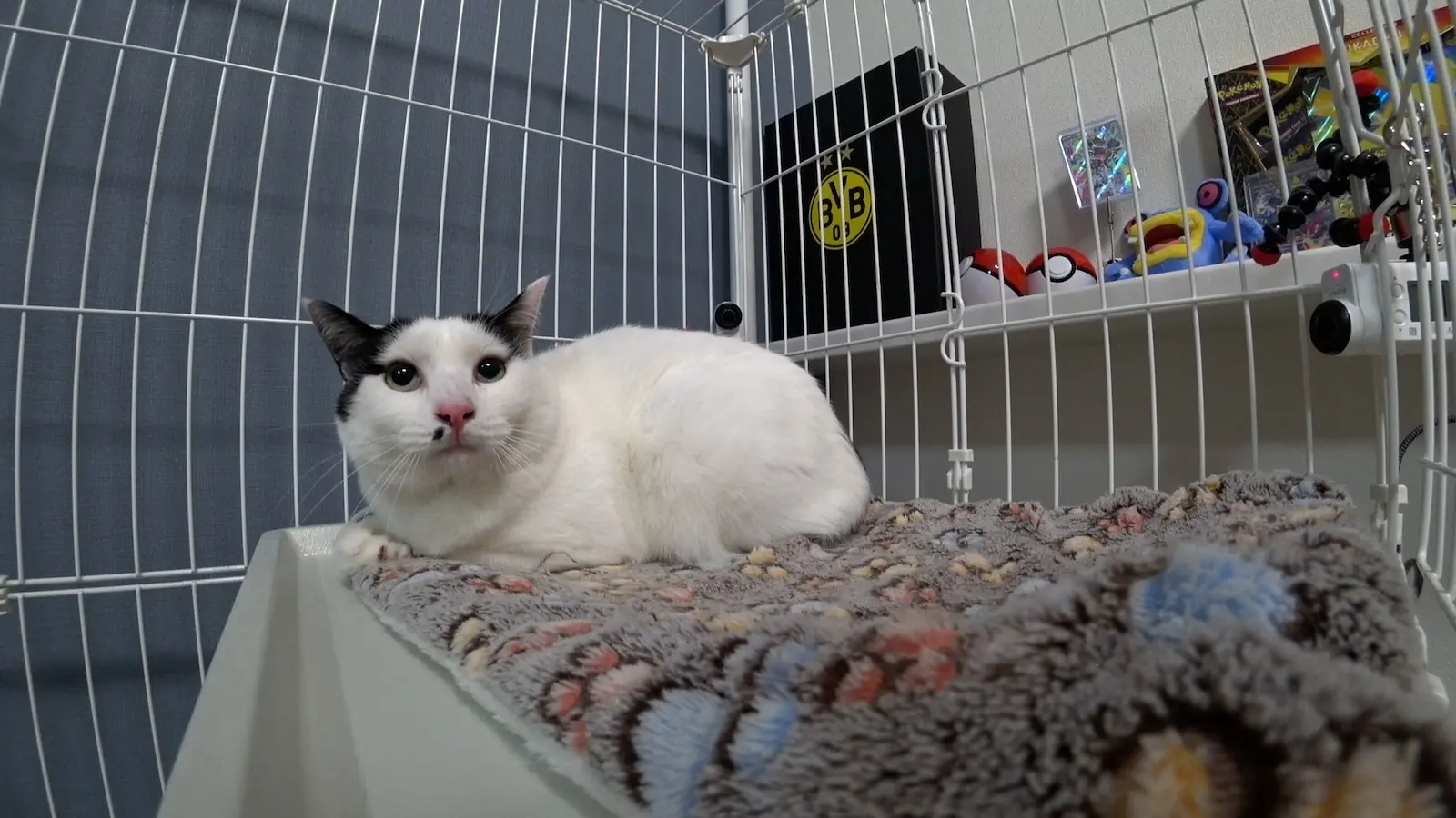 ティモンディ前田の新たな保護猫預かり生活スタート！控え目な男の子