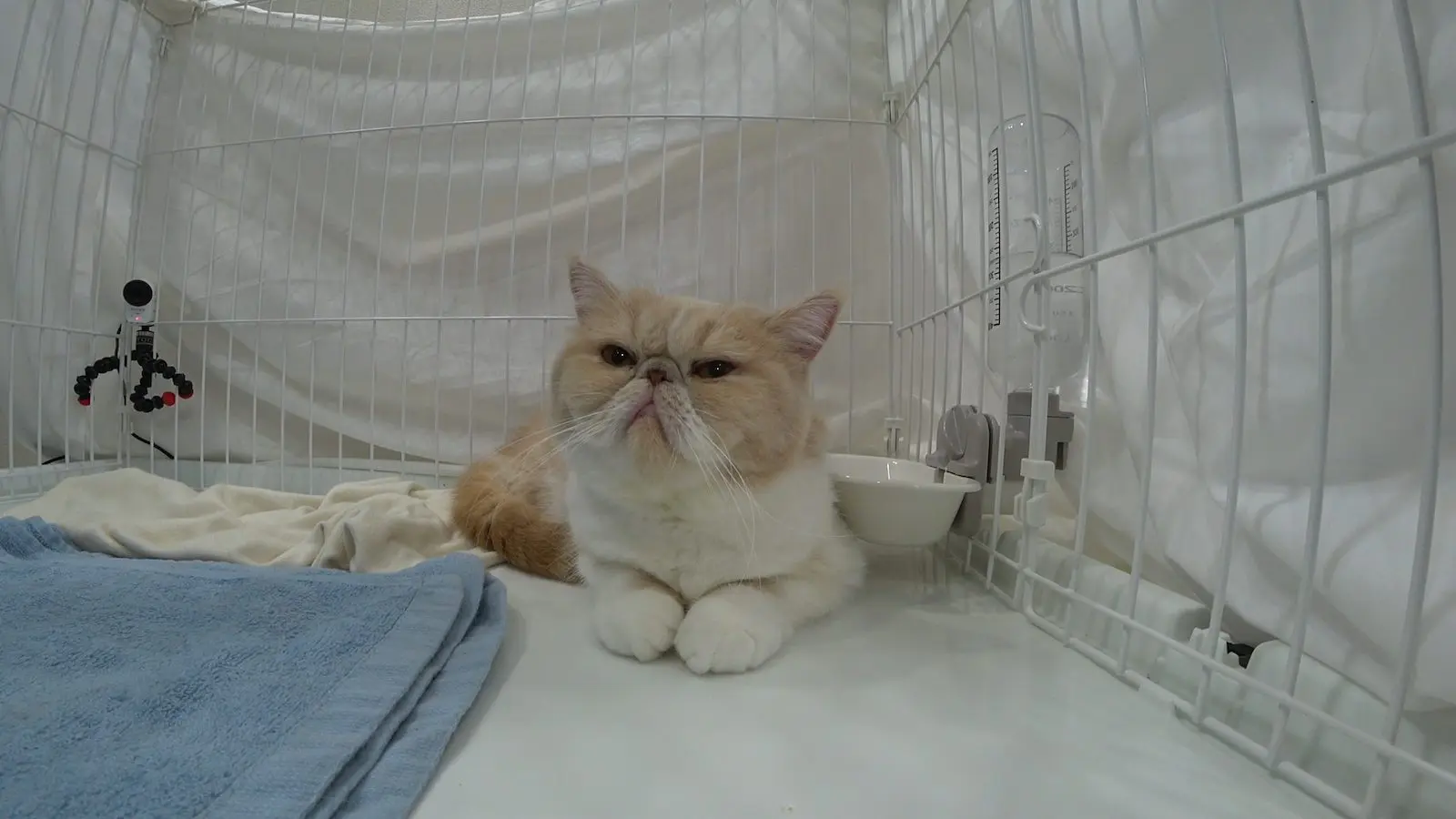 依頼者優先購入作品2　title「負けない猫」 依頼者優先購入作品2title「負けない猫」