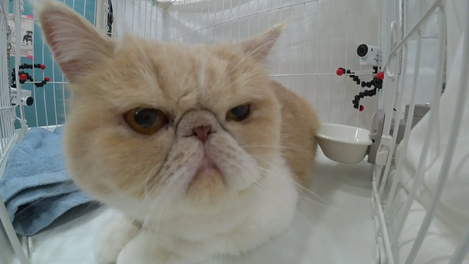 てぃ先生「幸せになって」保護猫・みにゅむの預かり生活が終了…91日間