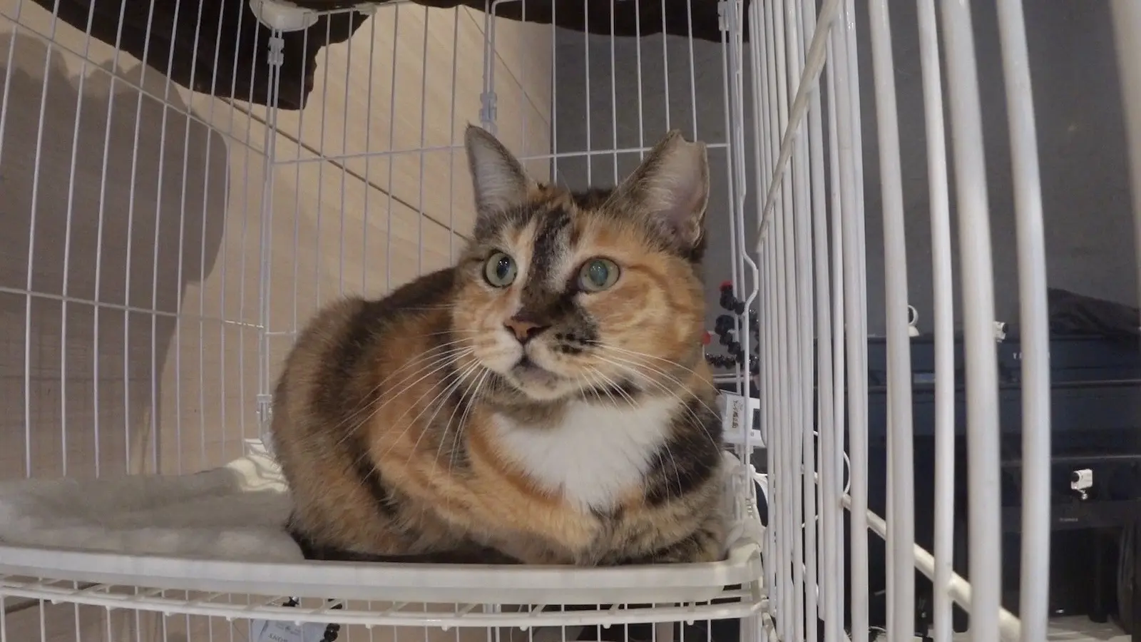 縮まらない保護猫・みーちゃんと二子山親方との距離感にサンシャイン