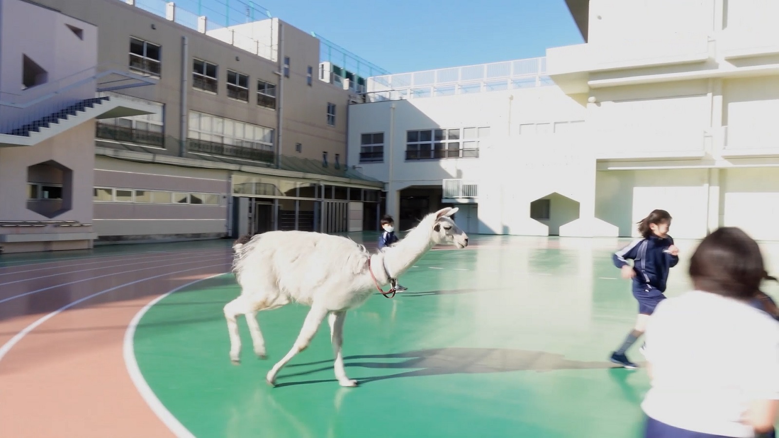 リャマと遊ぶこどもたち