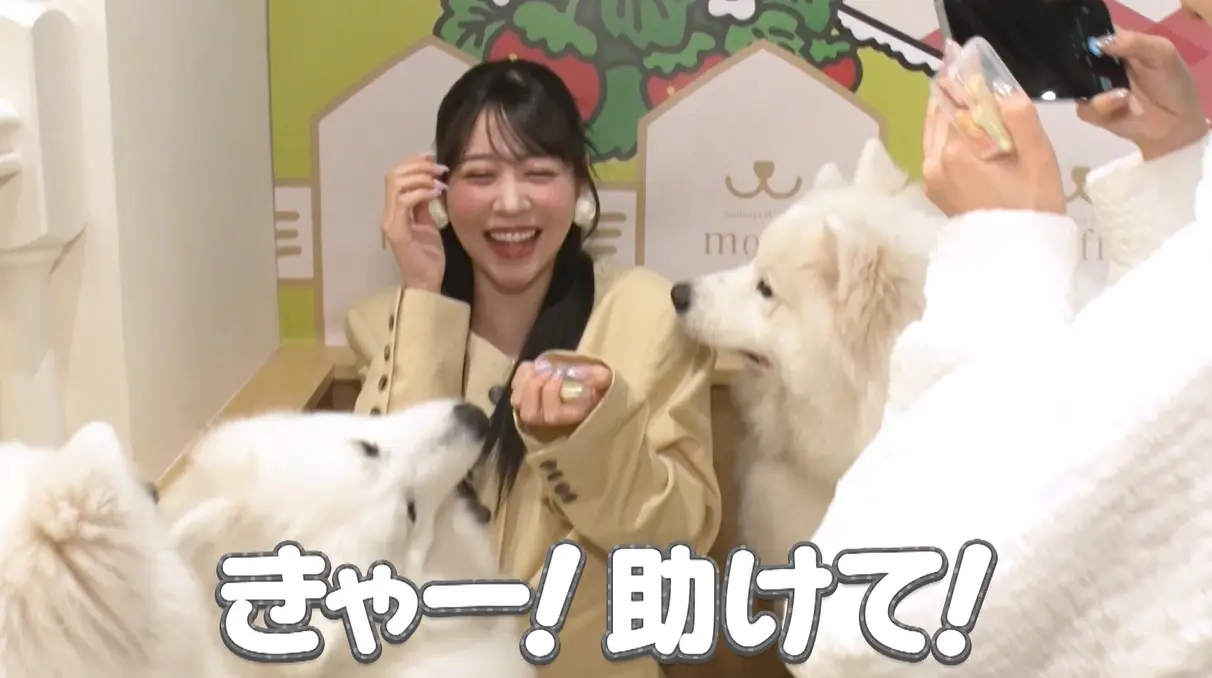 犬になりたい”“天国かここは…”サモエドに溺れるFRUITS ZIPPER・櫻井