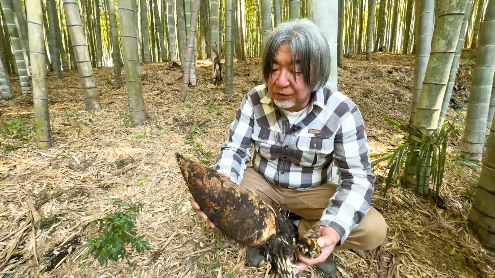タケノコ山 京都西山・大原野で連続講座「竹の塾」 開講～タケノコを栽培してみ