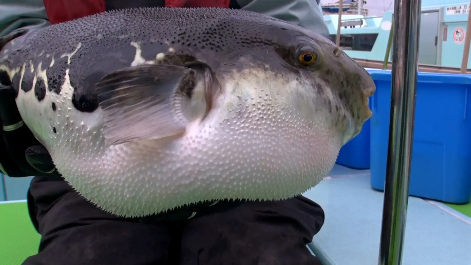 東京湾に1kg2万円超えの超高級魚が大集結！猛毒の魚から取れる“海の