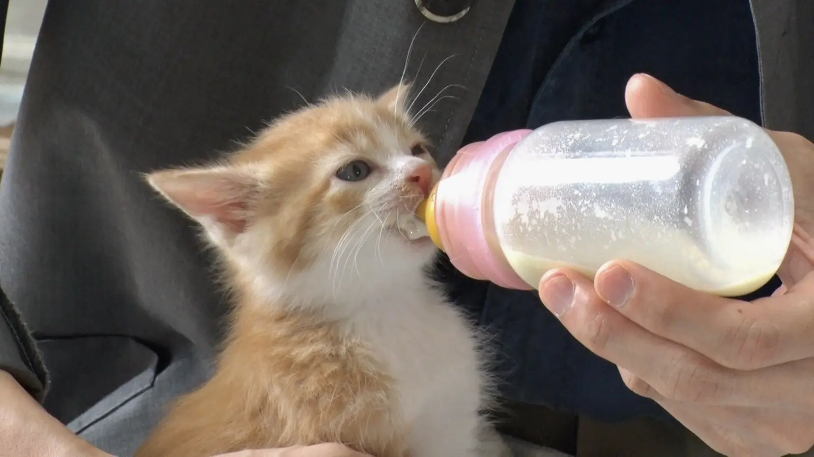 有働由美子＆松下洸平が保護猫のミルクボランティアに挑戦！ミルクを