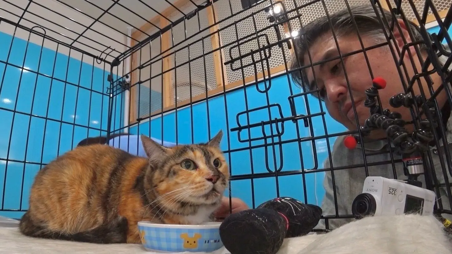 保護猫・みーちゃんがついに譲渡会へ挑戦…二子山親方が見せた涙の結末